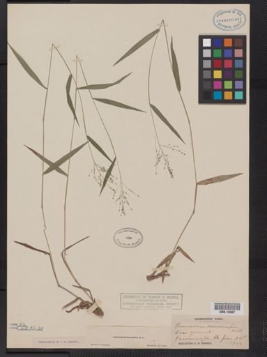Panicum microcarpon