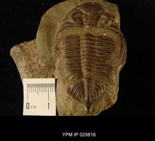 Dalmanites caudatus