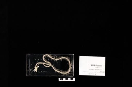 Boa constrictor