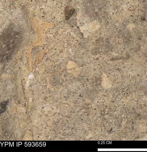 undet. Mollusca