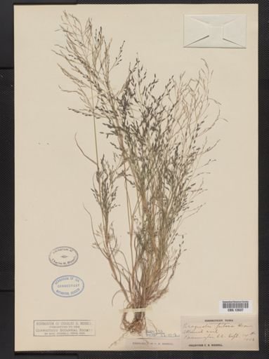 Eragrostis pilosa