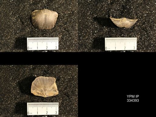 Dinorthis transversa