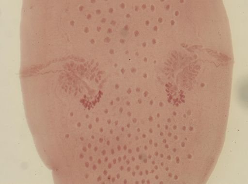 Dipylidium caninum