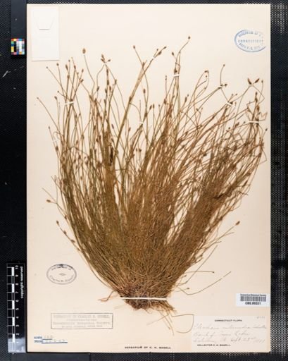 Eleocharis intermedia