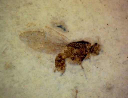 undet. Diptera