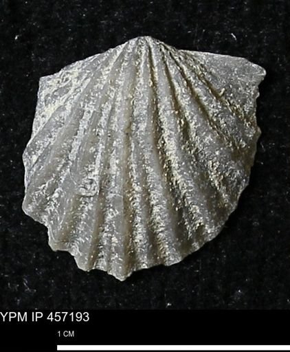 Stropheodonta erratica solidicosta