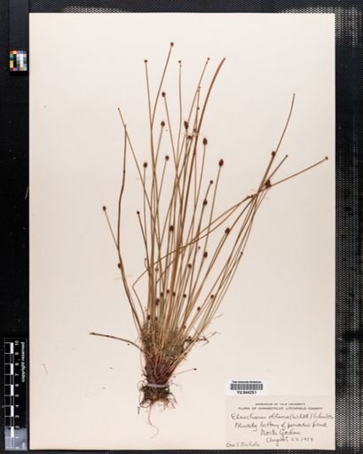 Eleocharis obtusa