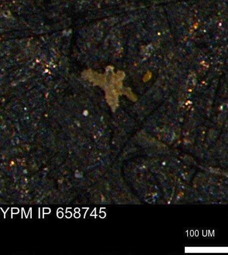 undet. Porifera