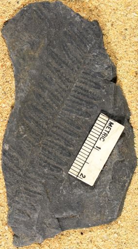 Pecopteris vestita