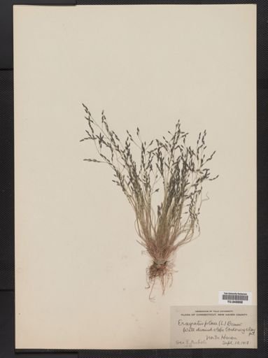 Eragrostis pilosa