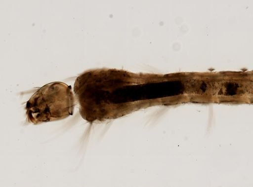 Anopheles