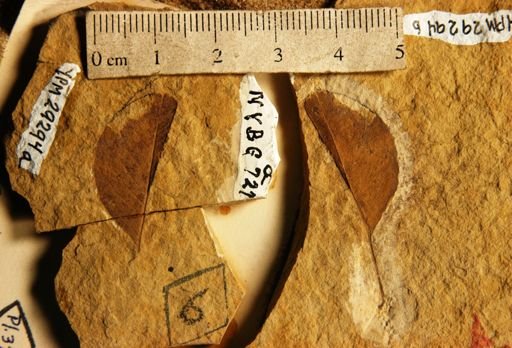 Berchemia huanoides