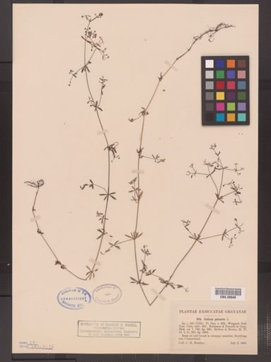 Galium palustre