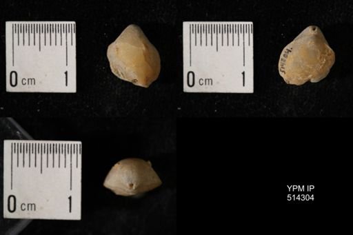 Dielasma breviplicatum