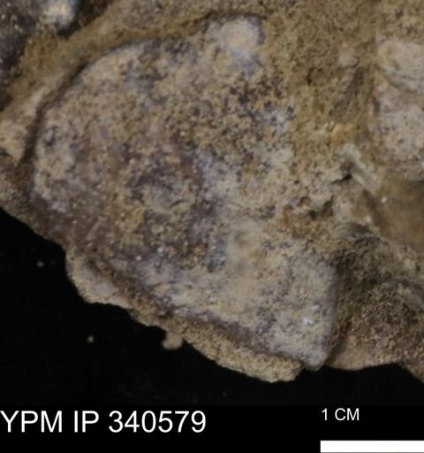 Ostrea glabra