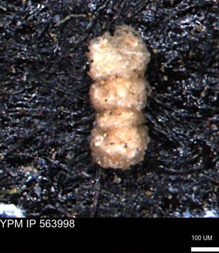 Ammobaculites euides
