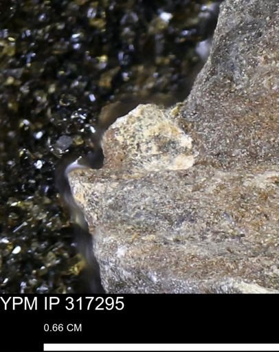 undet. Mollusca