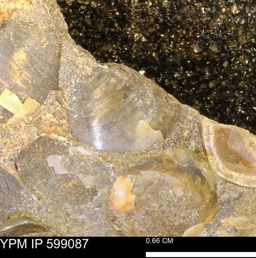 undet. Bryozoa