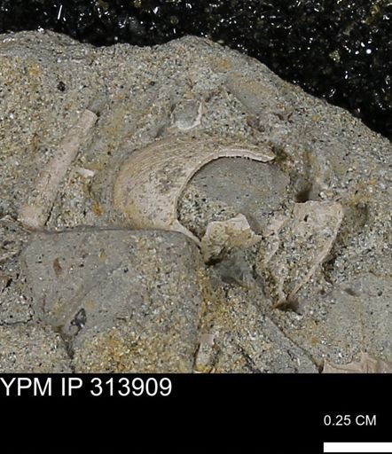 undet. Bivalvia