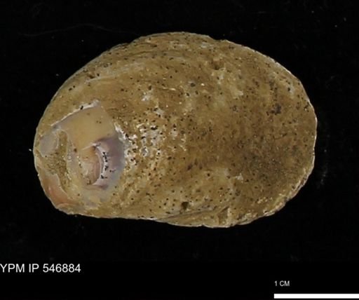 Ostrea virginiana