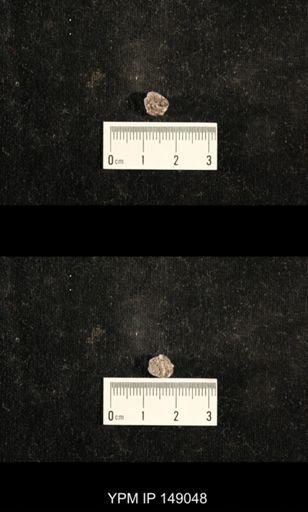 Glabrocingulum grayvillense