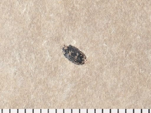 Coleoptera