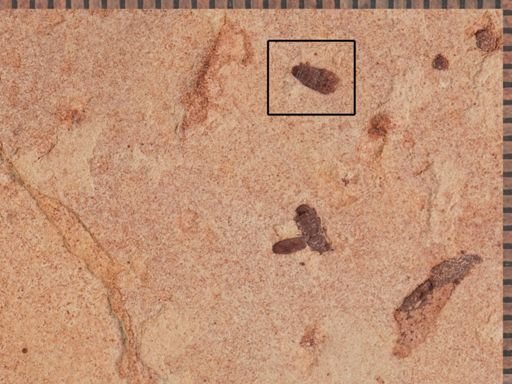 undet. Coleoptera