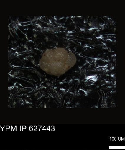 undet. Foraminiferida