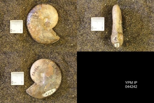 Hoploscaphites comprimus