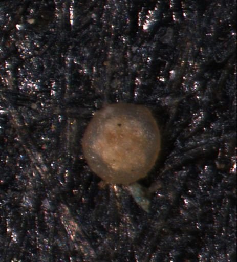 Foraminiferida