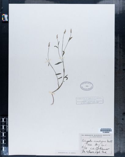 Polygala verticillata