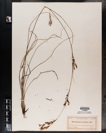 Rhynchospora