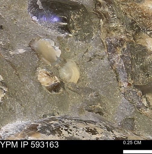 Protocardia?
