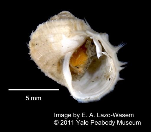 Torellia fimbriata