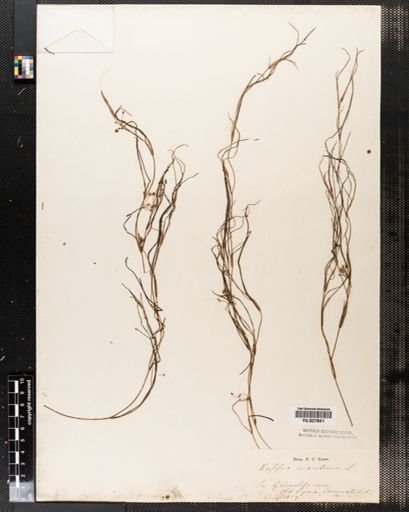 Ruppia maritima