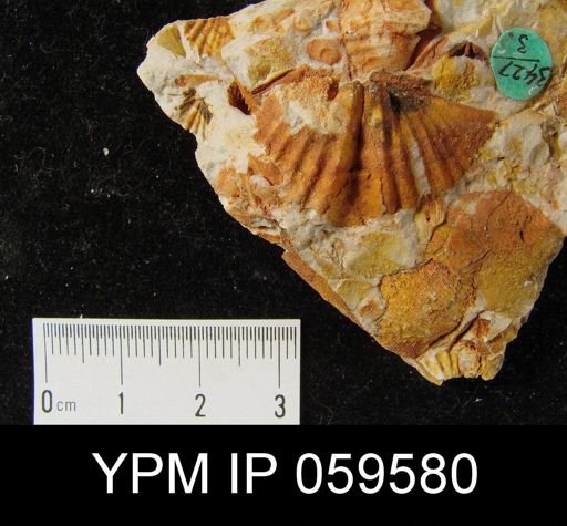 Spirifer hemicyclus