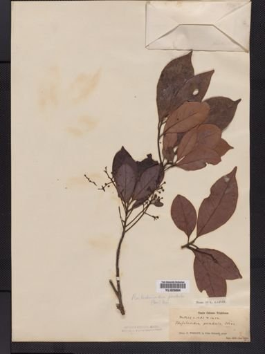 Beilschmiedia pendula