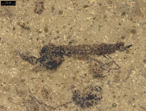 Tipulidae