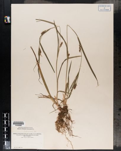 Carex