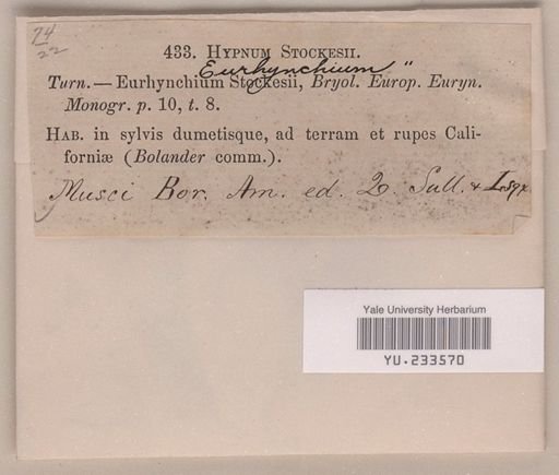 Oxyrrhynchium praelongum