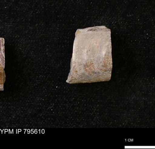Baculites sp.
