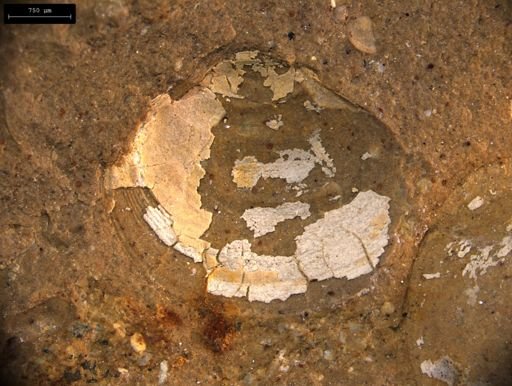 Estherites jocelynae