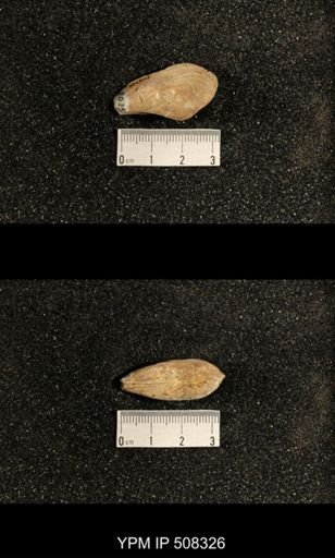 Phestia bellistriata
