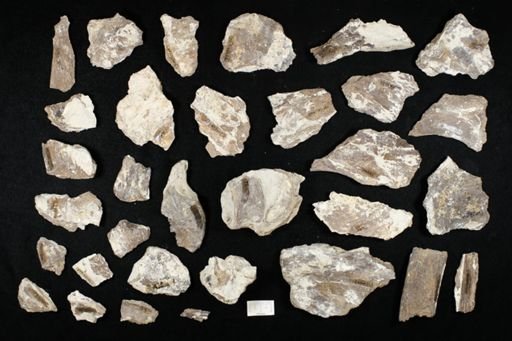 undet. Ichthyodectidae