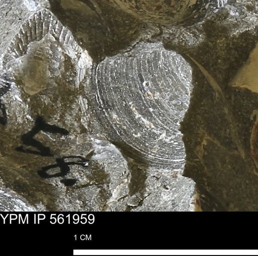 Limopsis sp.
