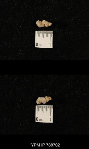 taxon undetermined