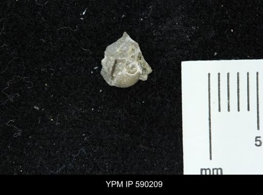 Oligoptycha sp.