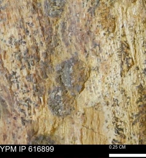 Teredo sp.