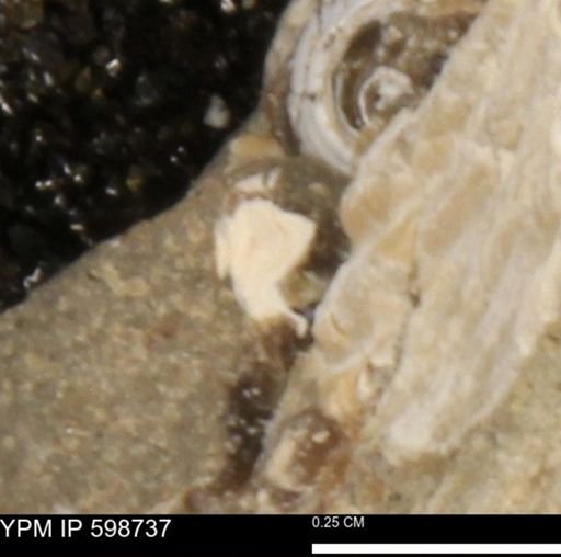 Mollusca
