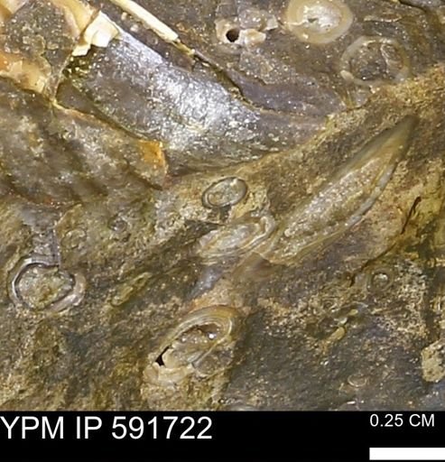 Serpulidae